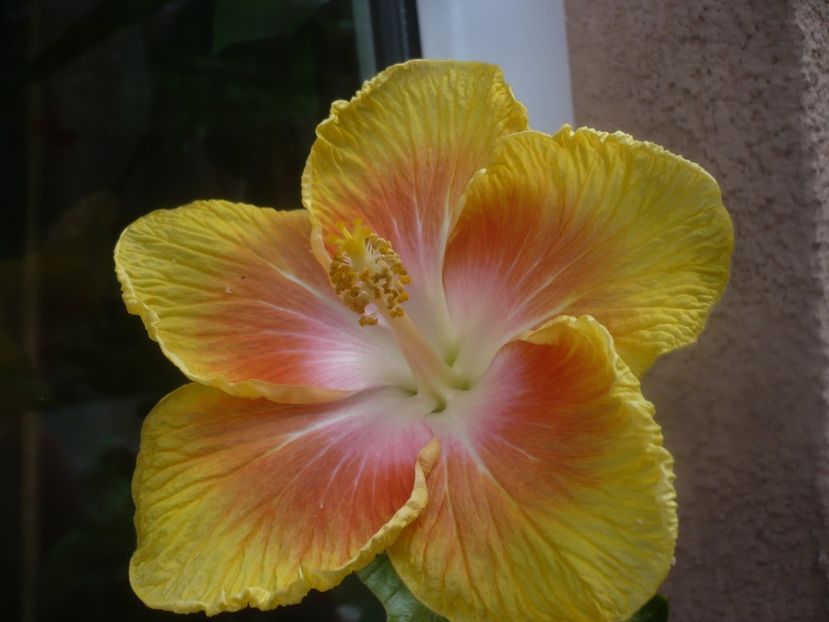 P1450991 - HIBISCUSI 2020-3