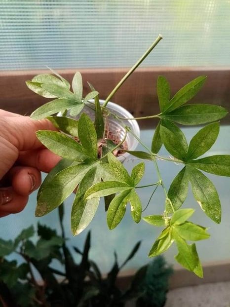 received_334486054231613 - Florile verii