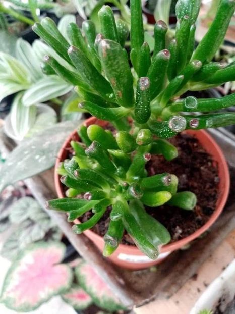 received_223483028721159 - Florile verii