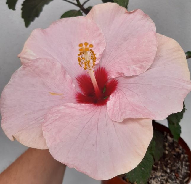  - HIBISCUSI - 2019_2021-2022-2023