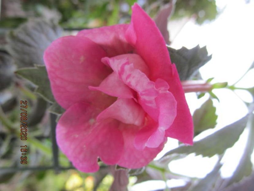 RF's Harmony of Soul - Achimenes 2020