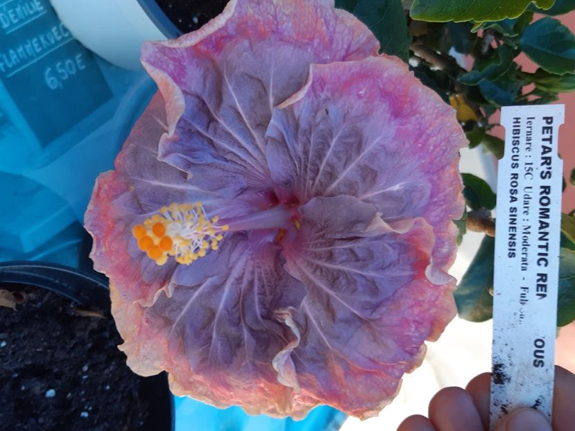  - YPetars romantic rend vous