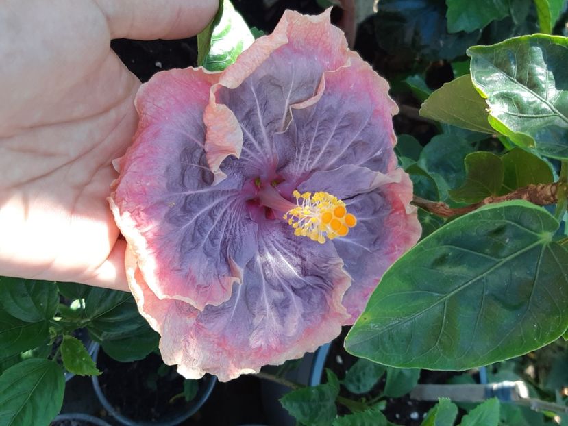  - YPetars romantic rend vous