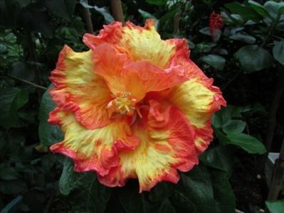 108732866_RHJTUMP - YRosalind