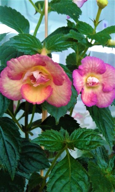  - 00017 ACHIMENES