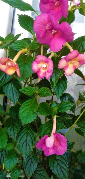  - 00017 ACHIMENES