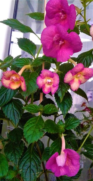  - 00017 ACHIMENES