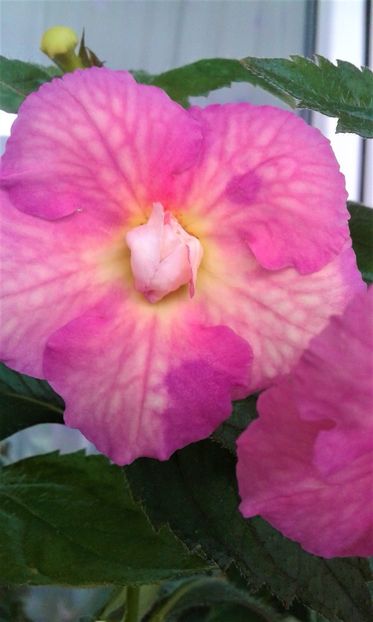  - 00017 ACHIMENES