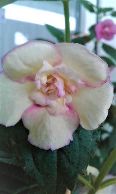  - 00017 ACHIMENES