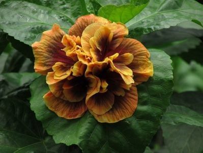 109780773_OTGNYAN3 - Bo den gryphon