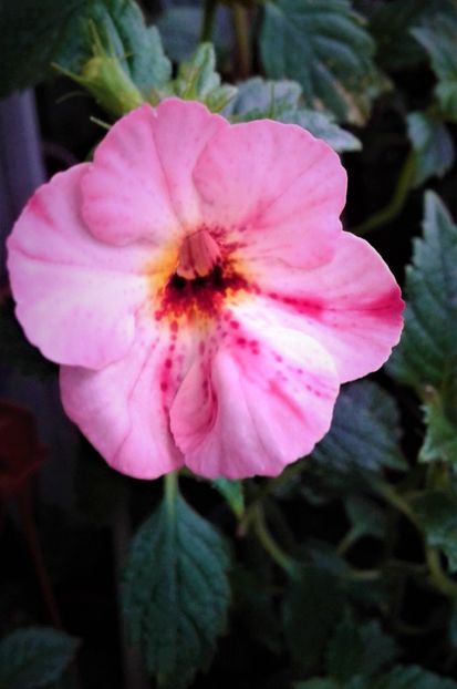  - 00017 ACHIMENES
