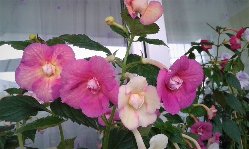  - 00017 ACHIMENES