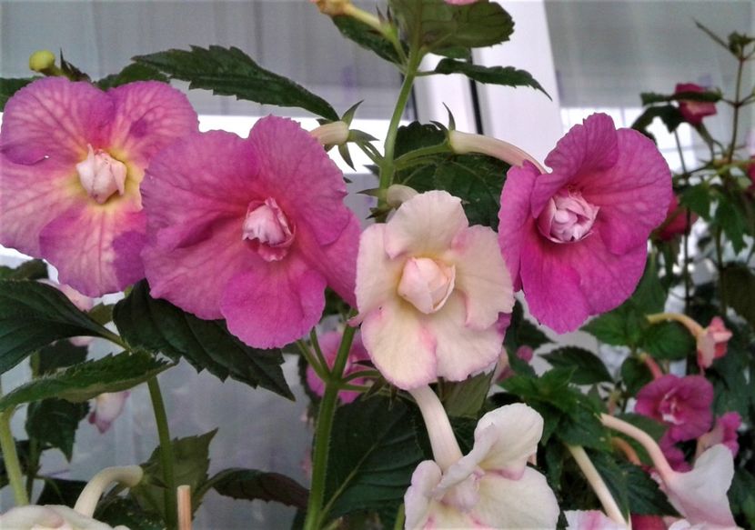  - 00017 ACHIMENES