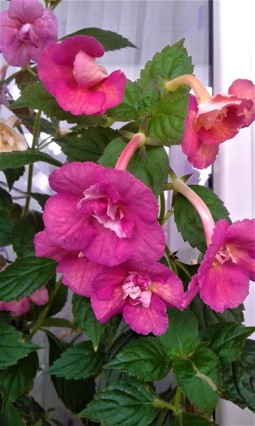  - 00017 ACHIMENES