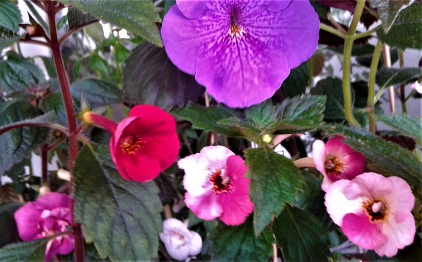  - 00017 ACHIMENES