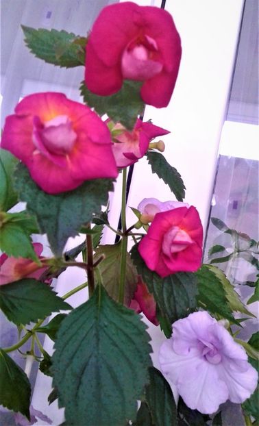  - 00017 ACHIMENES