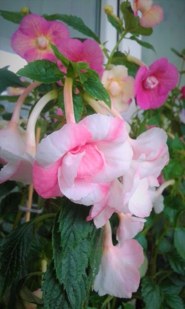  - 00017 ACHIMENES