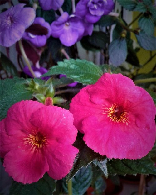  - 00017 ACHIMENES