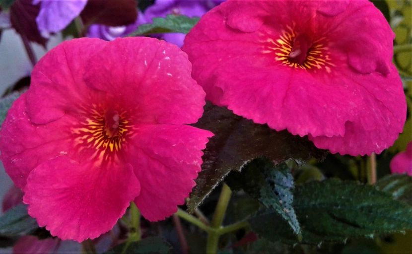  - 00017 ACHIMENES