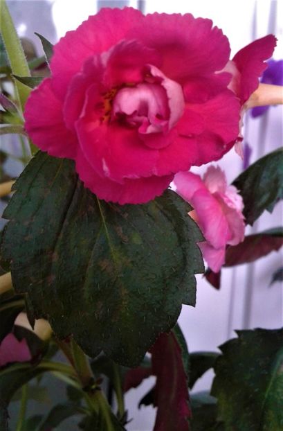  - 00017 ACHIMENES