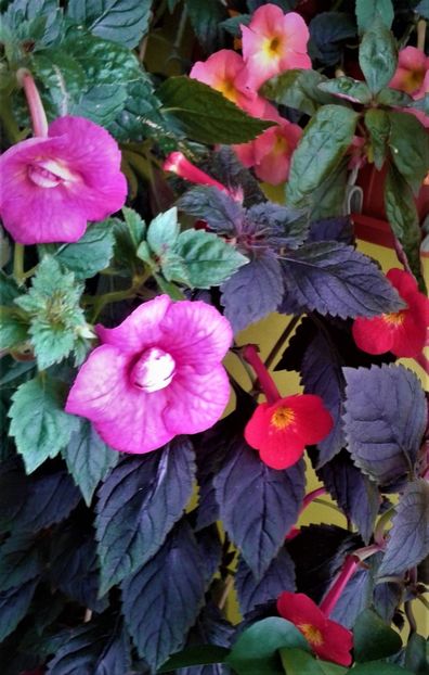  - 00017 ACHIMENES