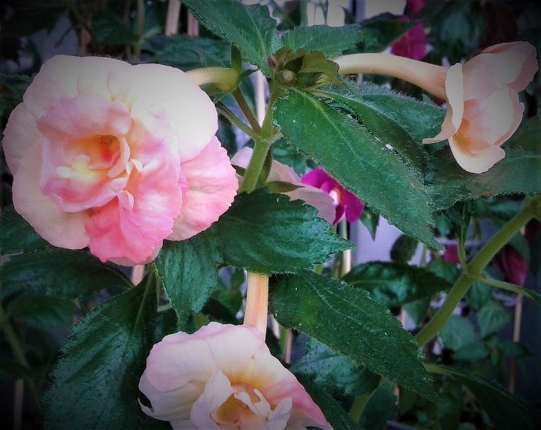  - 00017 ACHIMENES