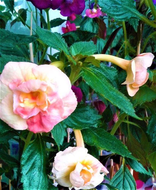  - 00017 ACHIMENES