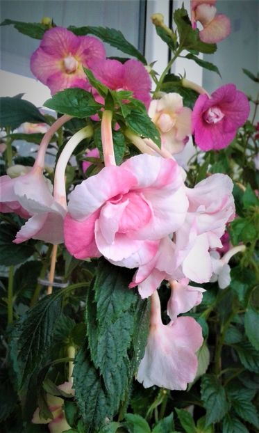  - 00017 ACHIMENES