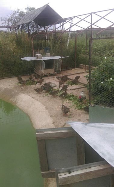  - RATE SALBATICE