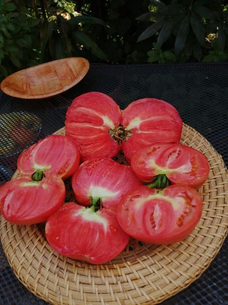 IMG-20200826-WA0009 - TOMATE 2020 ALBUM 15