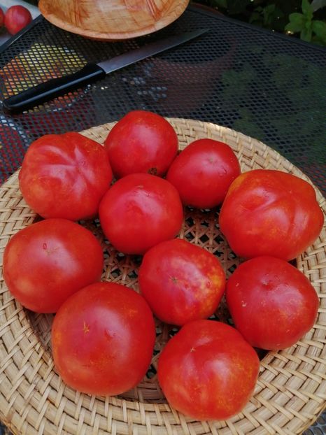 IMG-20200826-WA0002 - TOMATE 2020 ALBUM 15