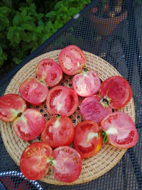 IMG-20200826-WA0001 - TOMATE 2020 ALBUM 15