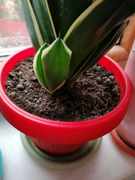  - Pui sansevieria