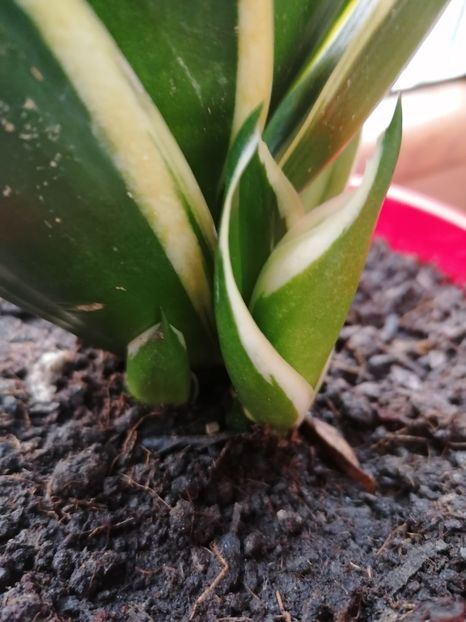  - Pui sansevieria
