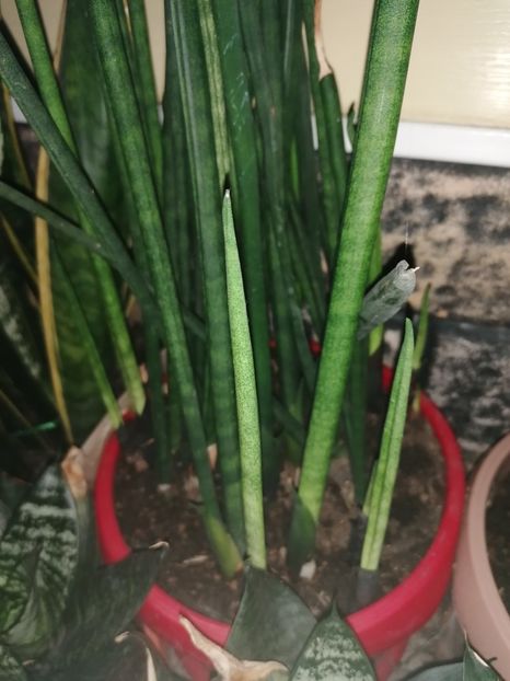  - Pui sansevieria