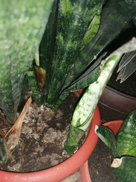 - Pui sansevieria