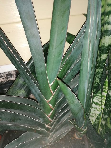  - Pui sansevieria