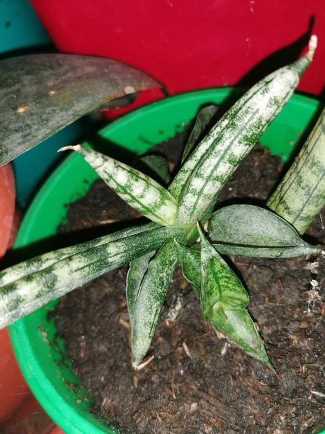 - Pui sansevieria