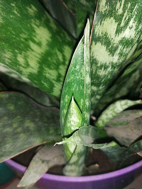  - Pui sansevieria