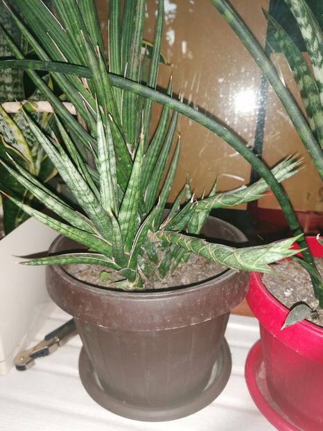  - Pui sansevieria
