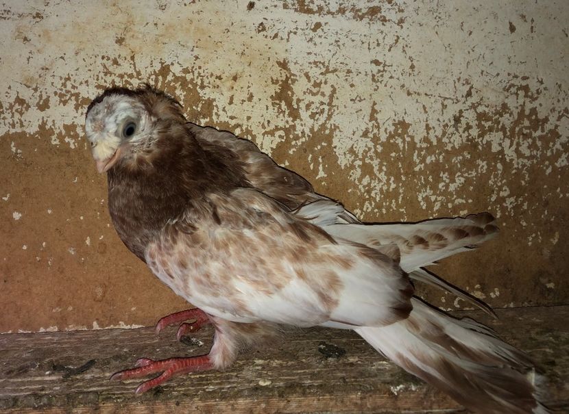 23048  mascul  2020 - Plecați ALBUM 3