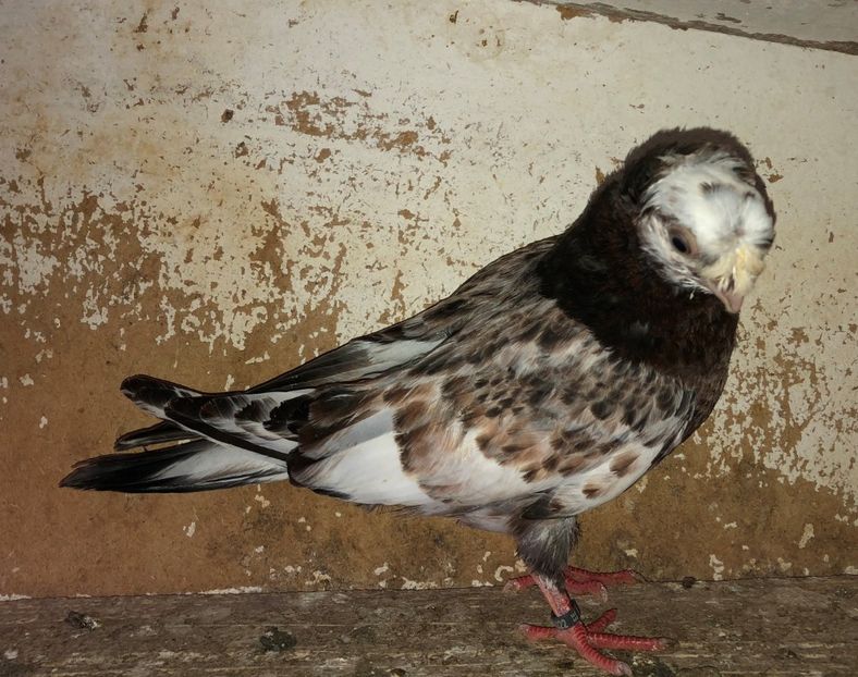 23022  femelă  2020 - Plecați ALBUM 3