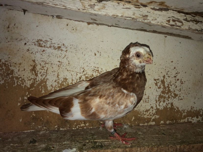 23021  mascul  2020 - Plecați ALBUM 3