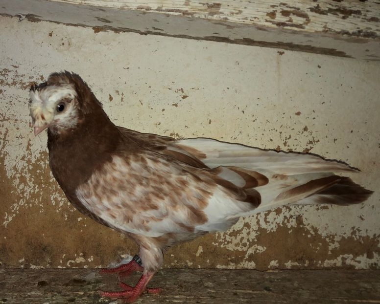 23024  femelă  2020 - Plecați ALBUM 3