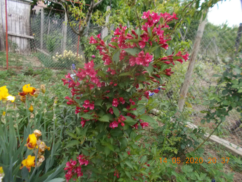  - ARBUSTI ORNAMENTALI DE GRADINA-2018-2020-2021-2022