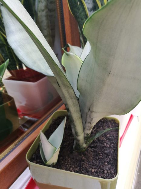  - Pui sansevieria