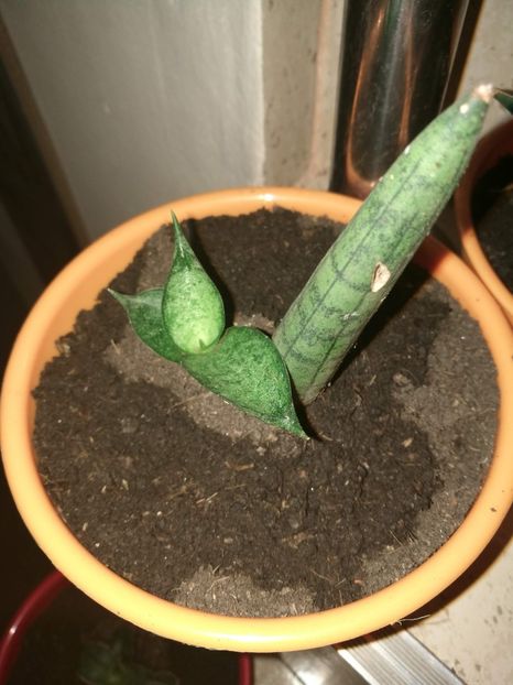  - Pui sansevieria