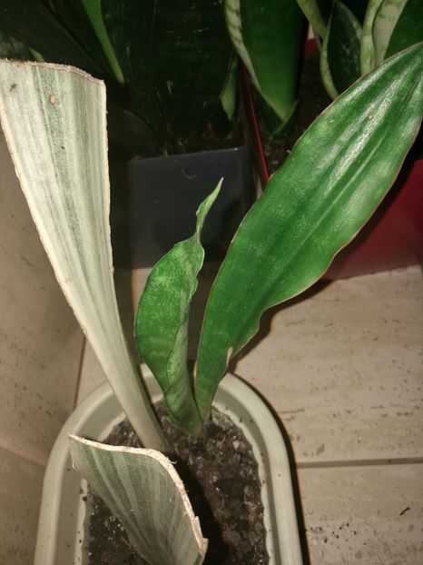  - Pui sansevieria