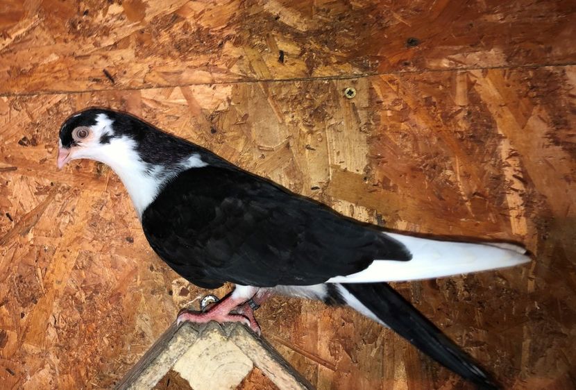 23041  mascul  2020_2 - tineret 2020