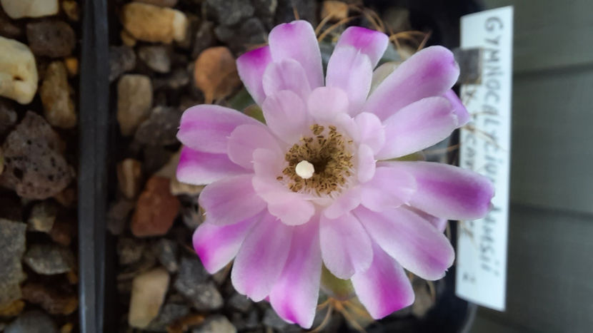 26.08.2020 - Gymnocalycium damsii v tucavocence